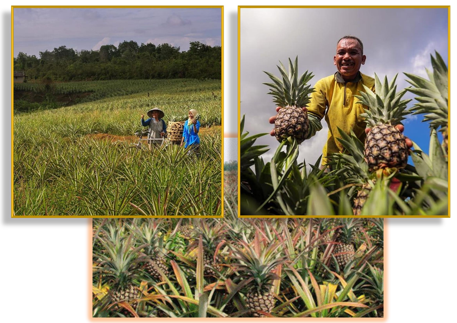 thumbnail-Pertanian dan Perkebunan