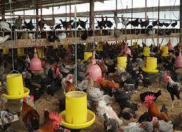 thumbnail-Peternakan