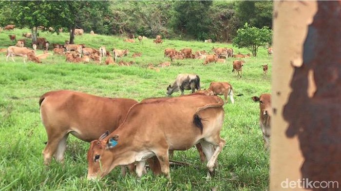 thumbnail-proyek_investasi-Peternakan