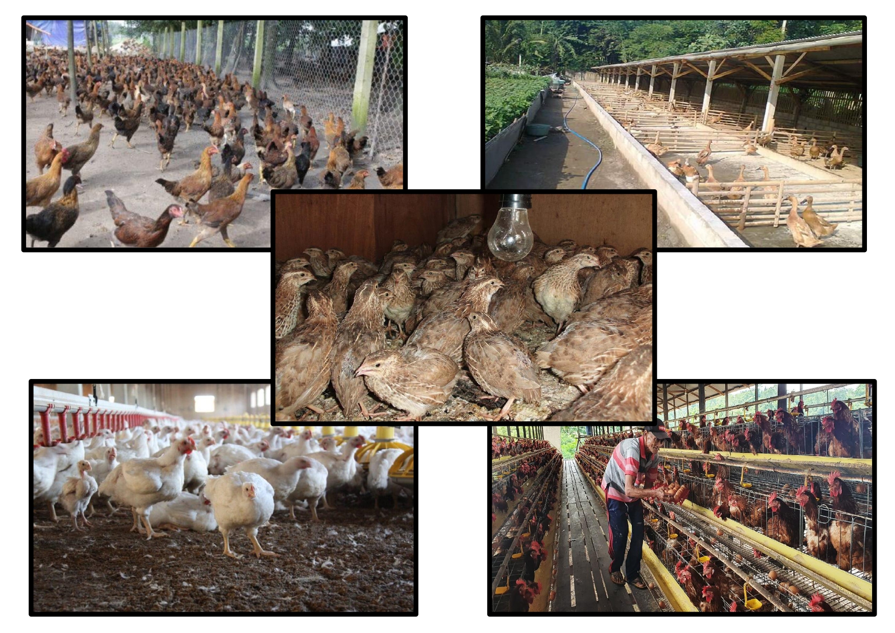 thumbnail-proyek_investasi-Peternakan