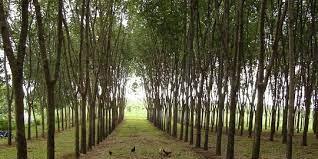 thumbnail-proyek_investasi-Pertanian dan Perkebunan