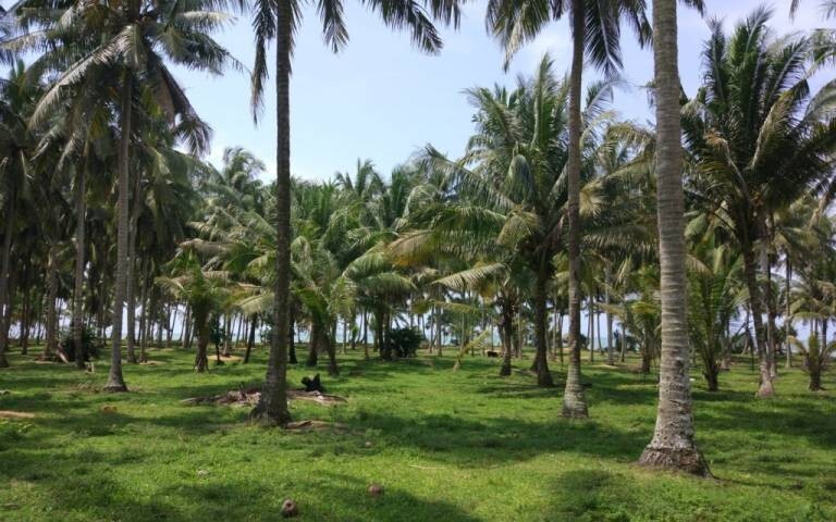 thumbnail-proyek_investasi-Pertanian dan Perkebunan